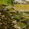 L'automne est-il devenu la vraie haute saison en Occitanie ?